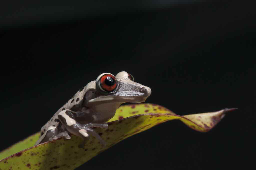 ブルーノイシアタマガエル（Aparasphenodon brunoi）