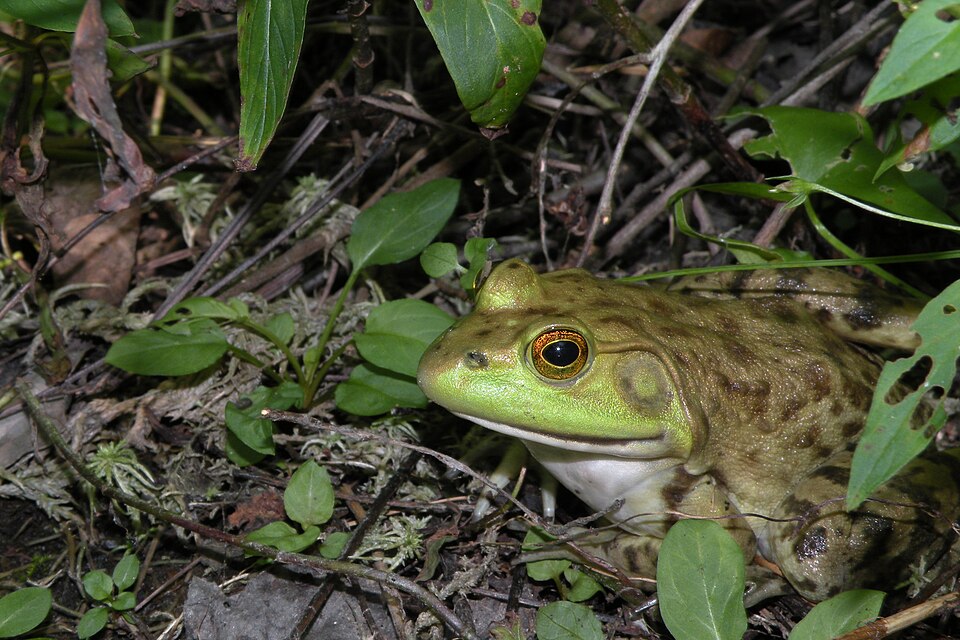ウシガエル